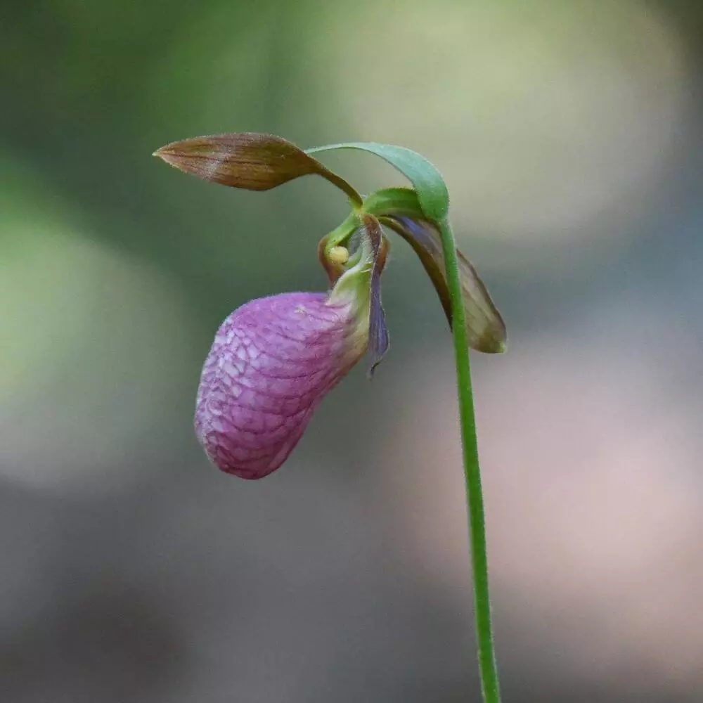 Lady Slipper Orchid In Home Garden