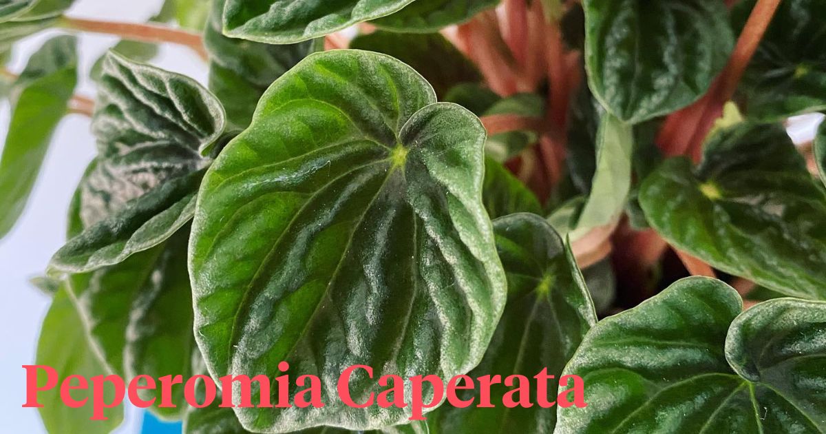 Peperomia Caperata