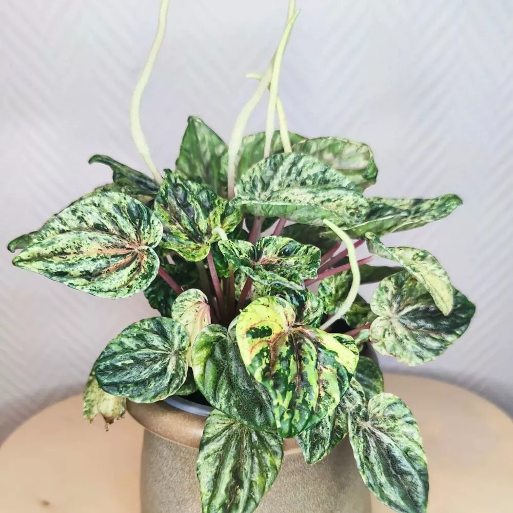 Peperomia Caperata At Home