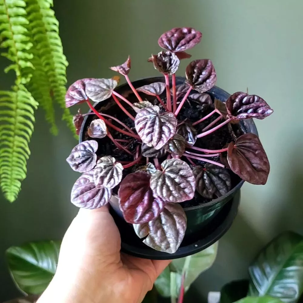 Peperomia Caperata At Home Garden