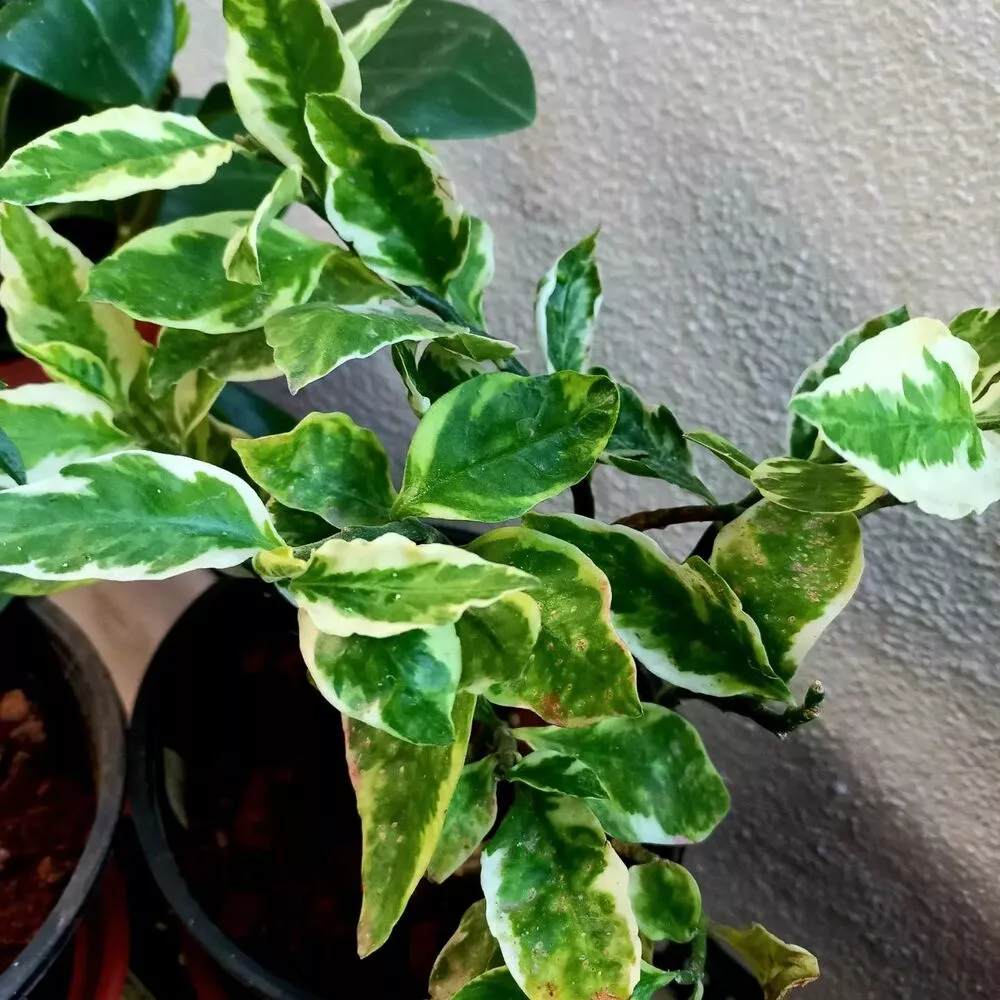 Devils Backbone Indoor Plant