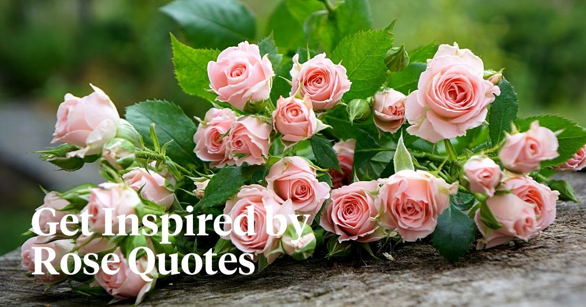 Rose quotes capture the diverse essence of roses