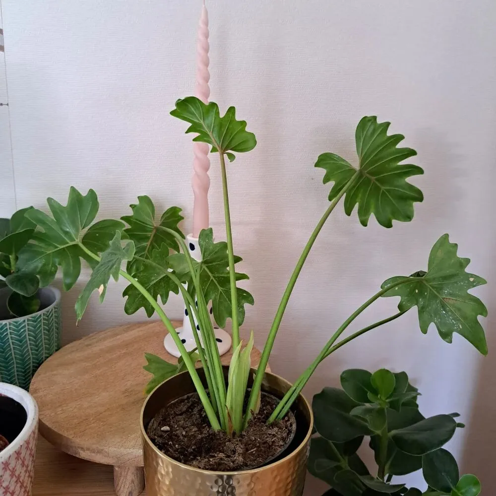Philodendron Xanadu Indoor Plant