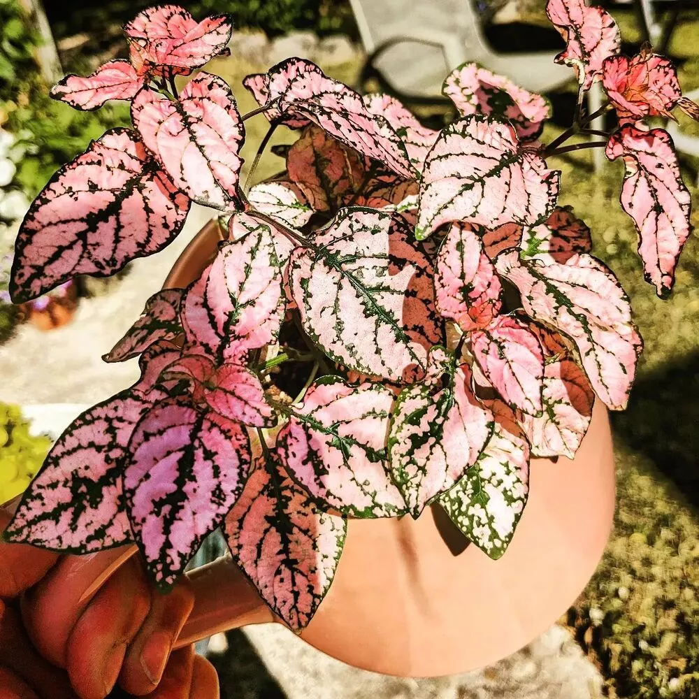 Hypoestes plant online