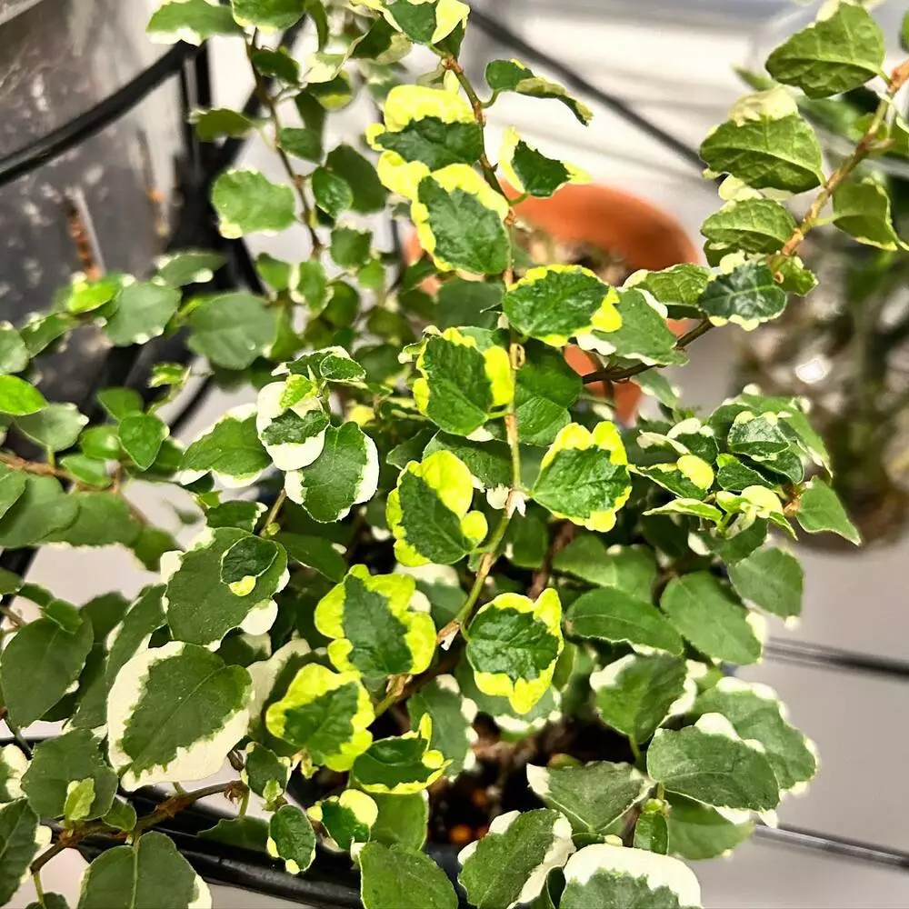 Creeping Fig Outdoor Plant