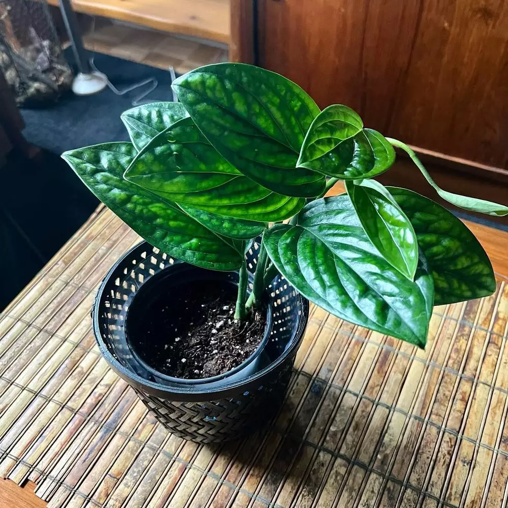 Monstera Peru Indoor Plant 