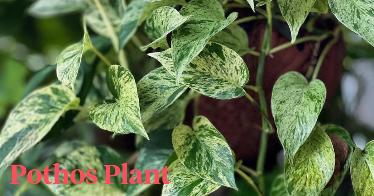 pothos plant