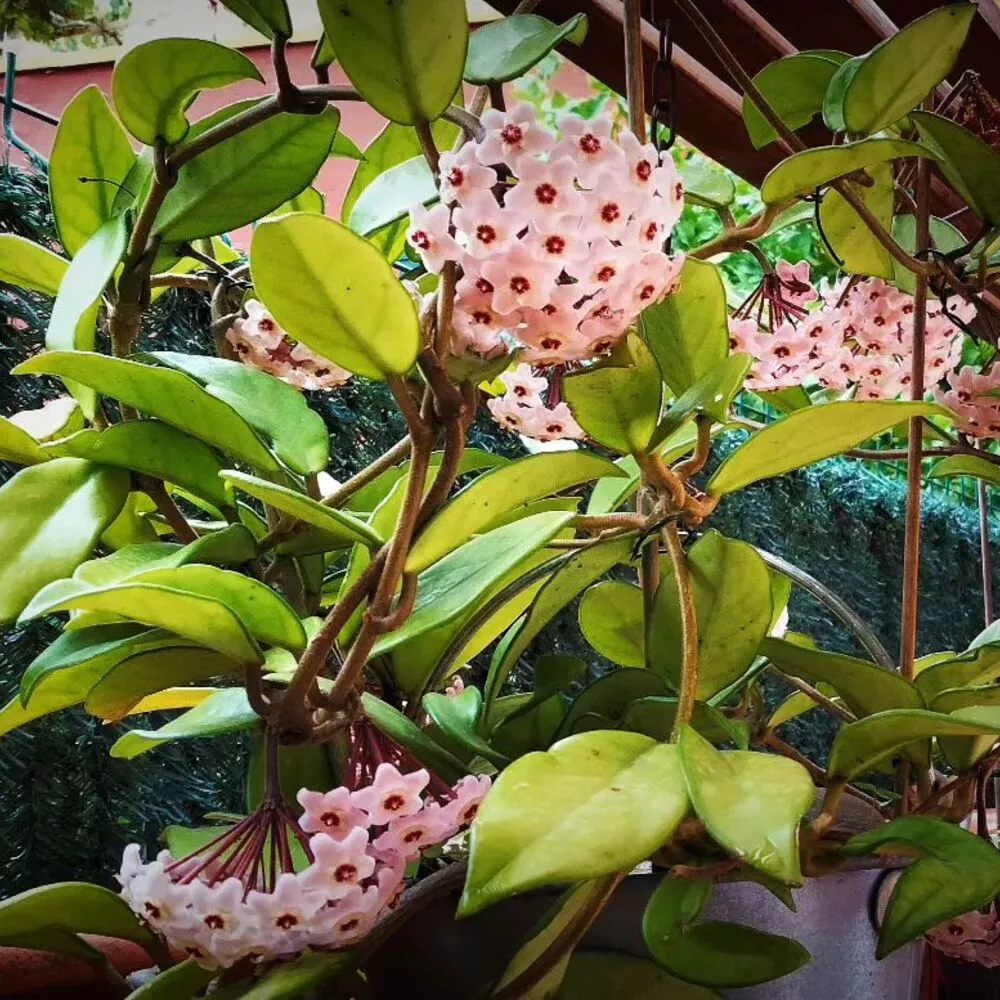 Hoya Carnosa Indoor Flowering Plant