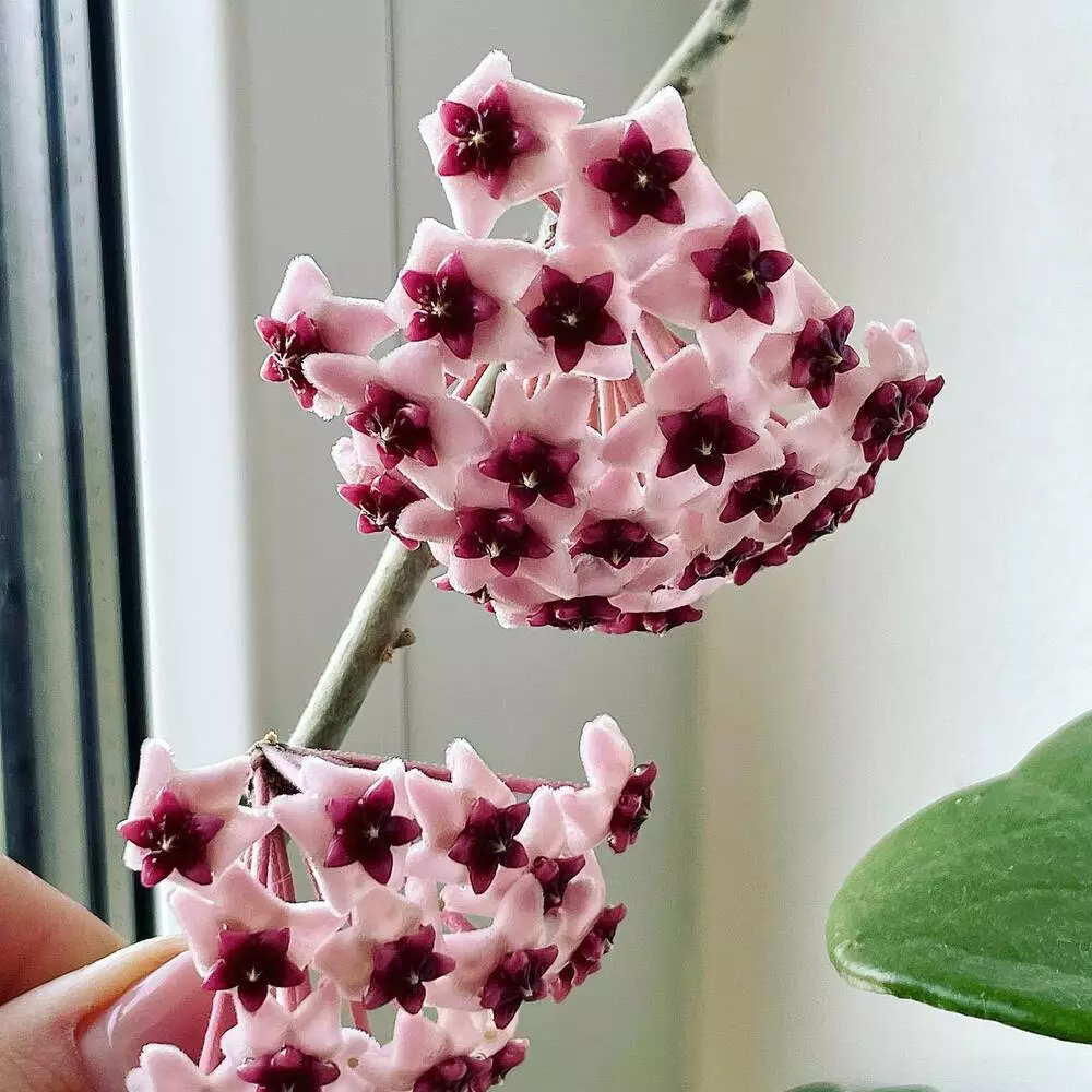 Hoya Carnosa Indoor Plant