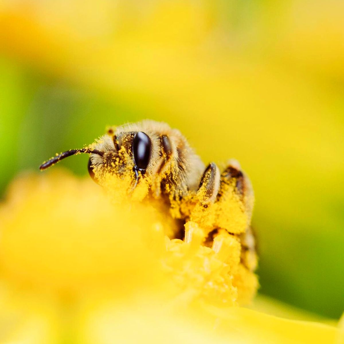 Bee pollinating a flower