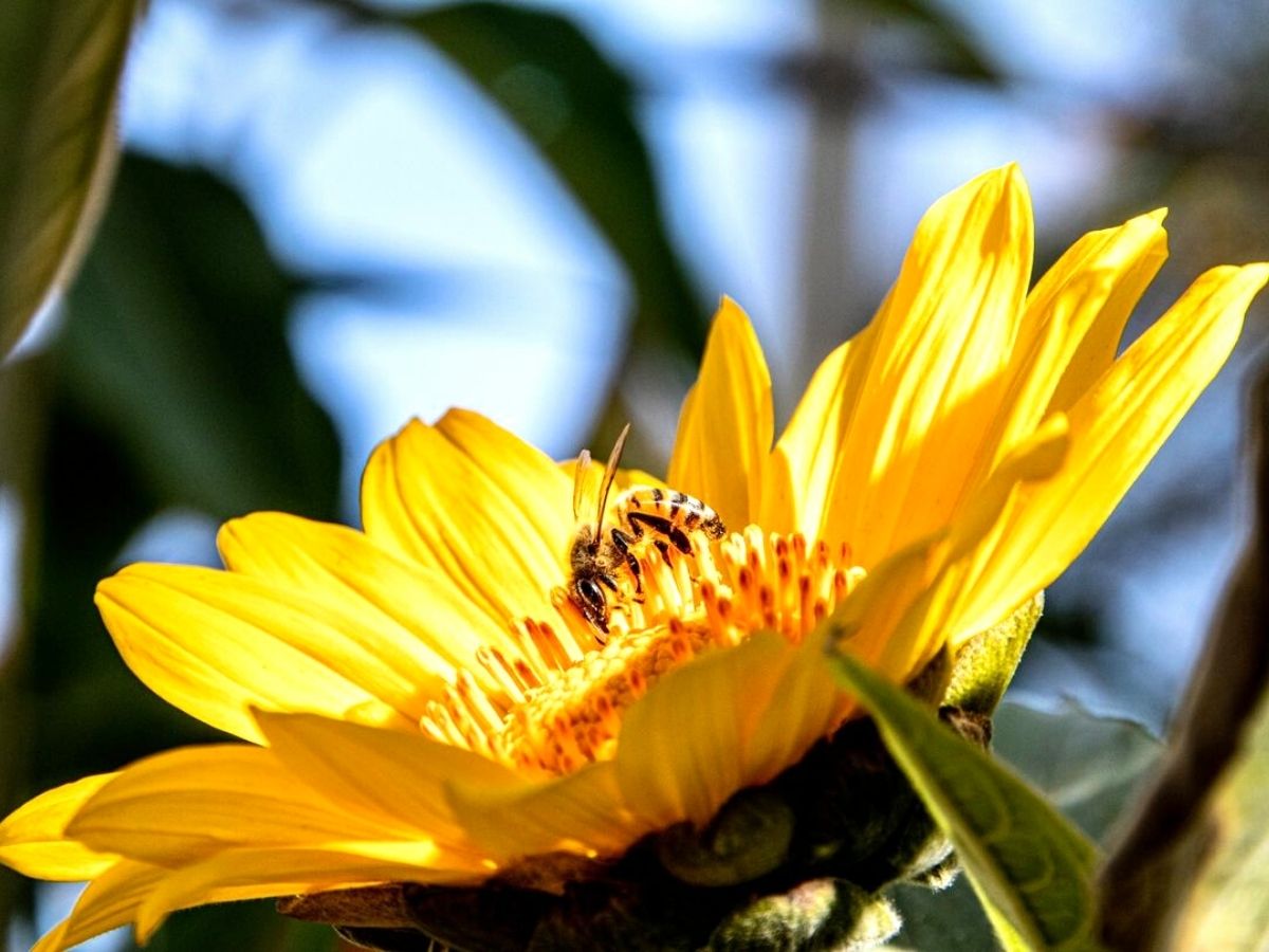 A bee on a yellow flower