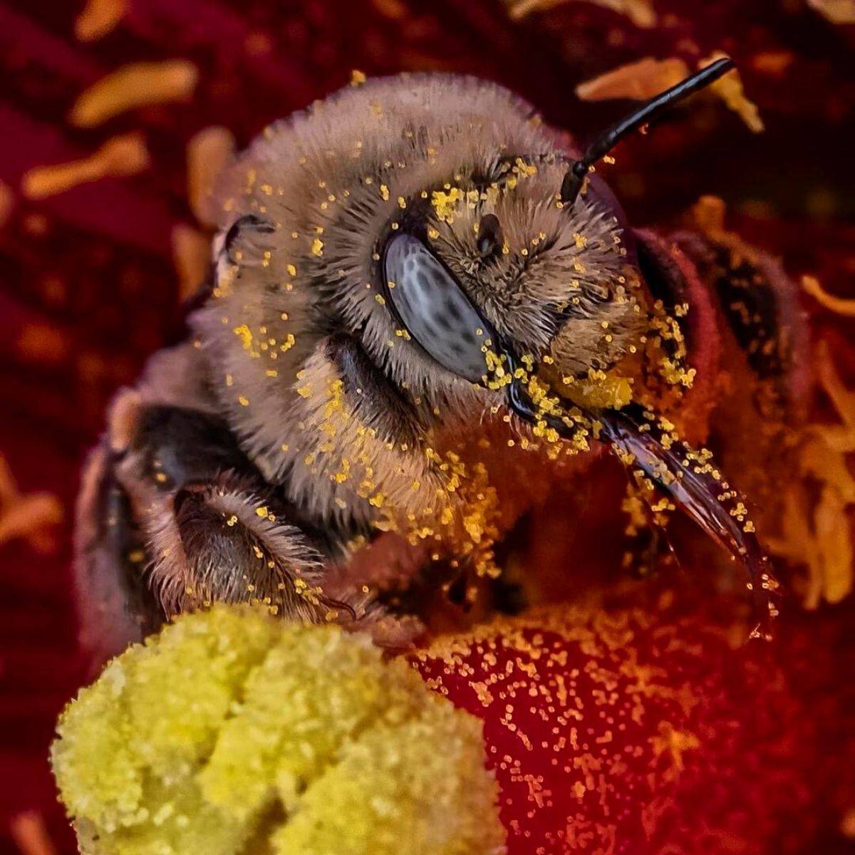 Closeup of a pollinated bee