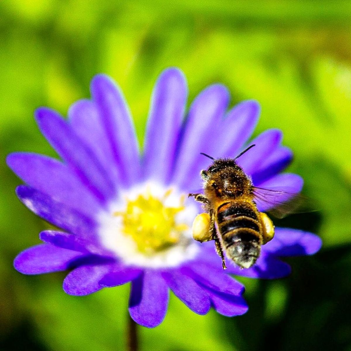 Bee flying to pollinate a flower