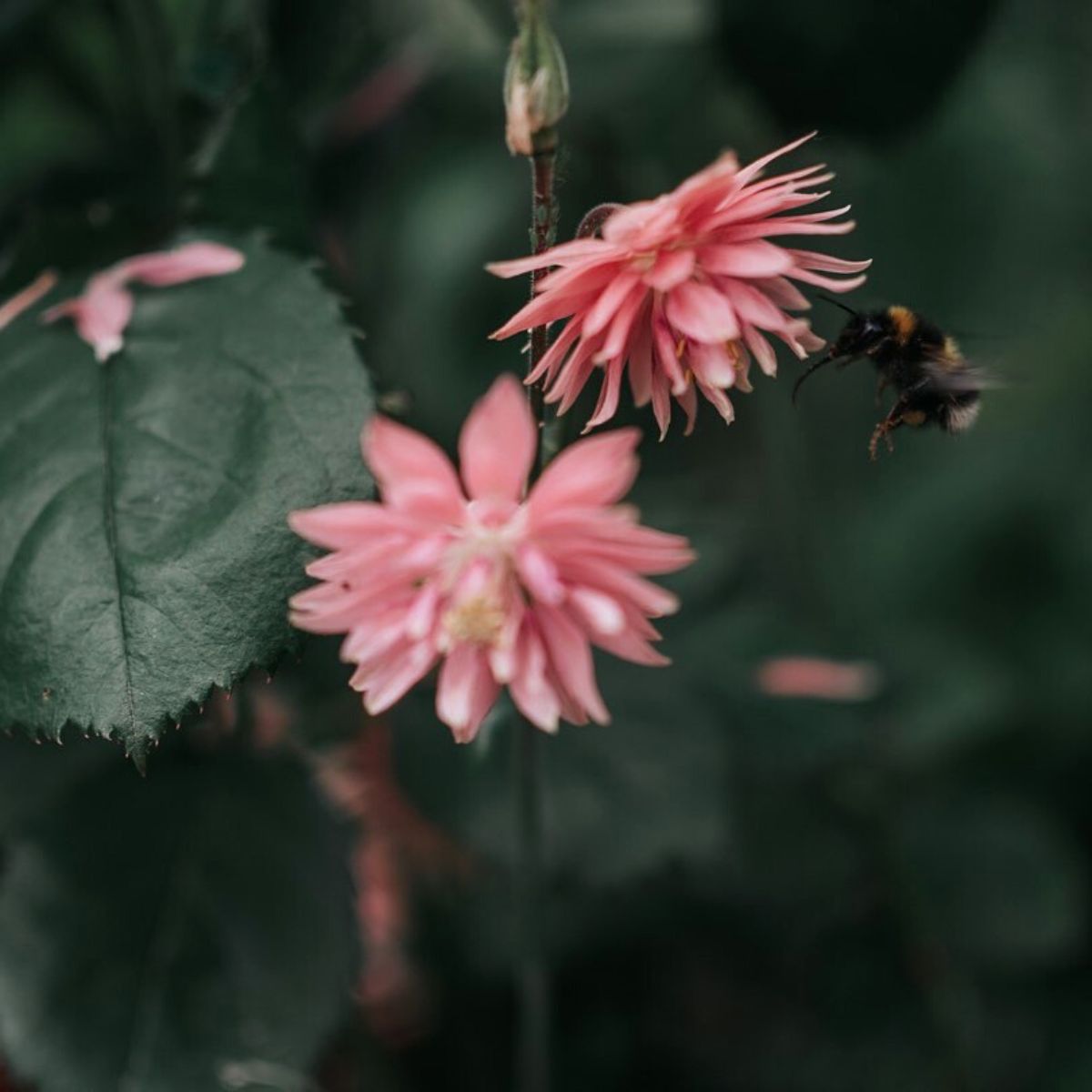 The beauty of nature flowers and bees