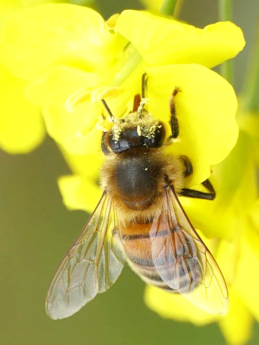 Bees Have Mighty Benefits for Ecosystem Stability and Climate Regulation