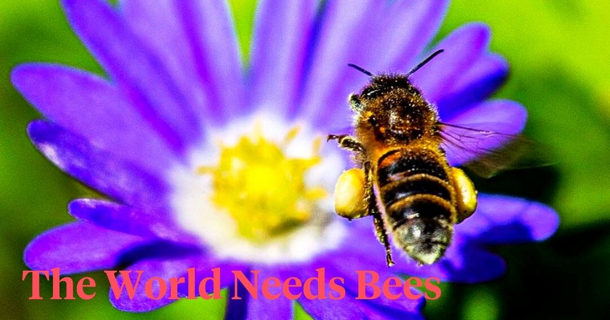 Bees are flower pollinators