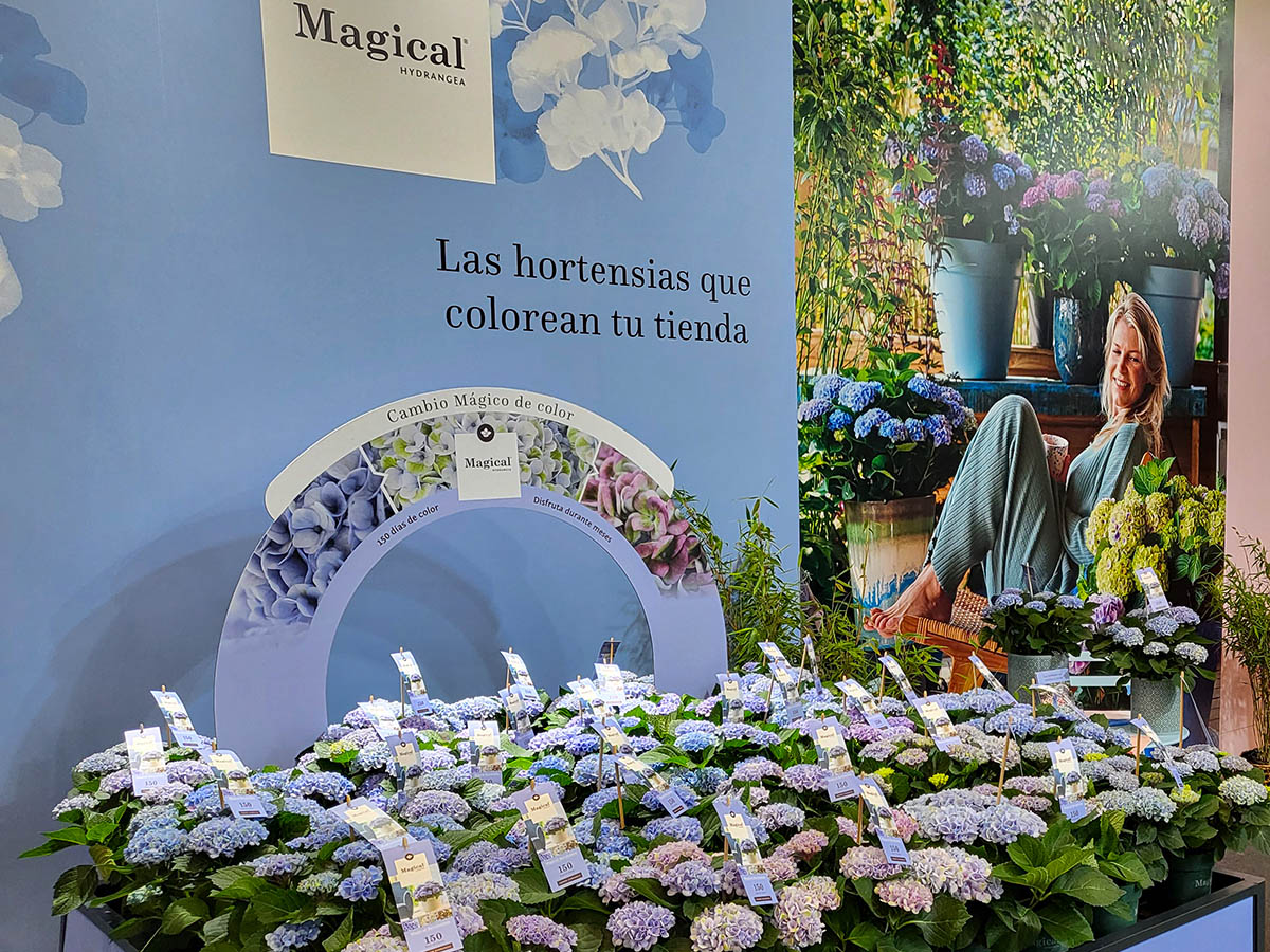 Iberflora 2023 Magical Hydrangea