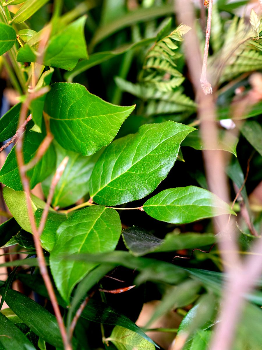 Salal leaves by Adomex