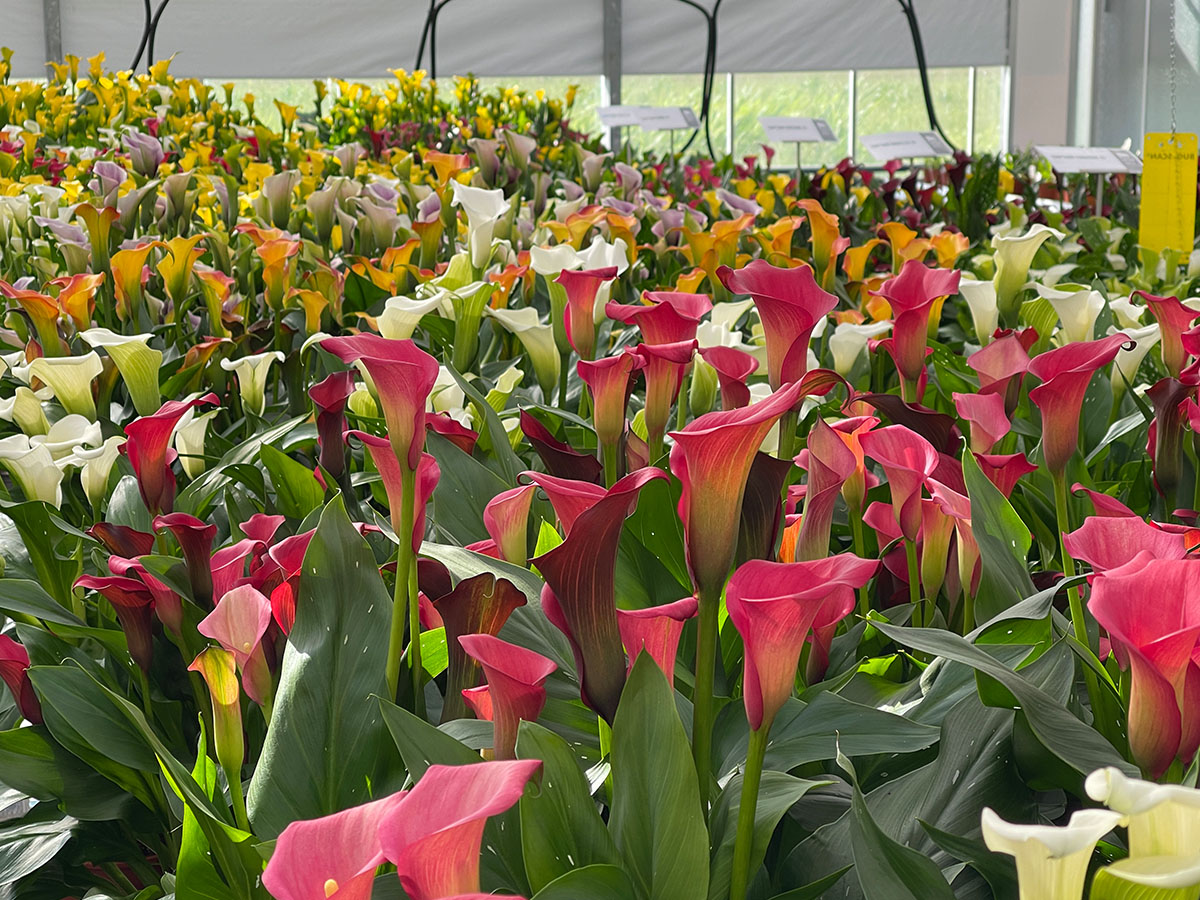 Dark Pink Calla at Kapiteyn