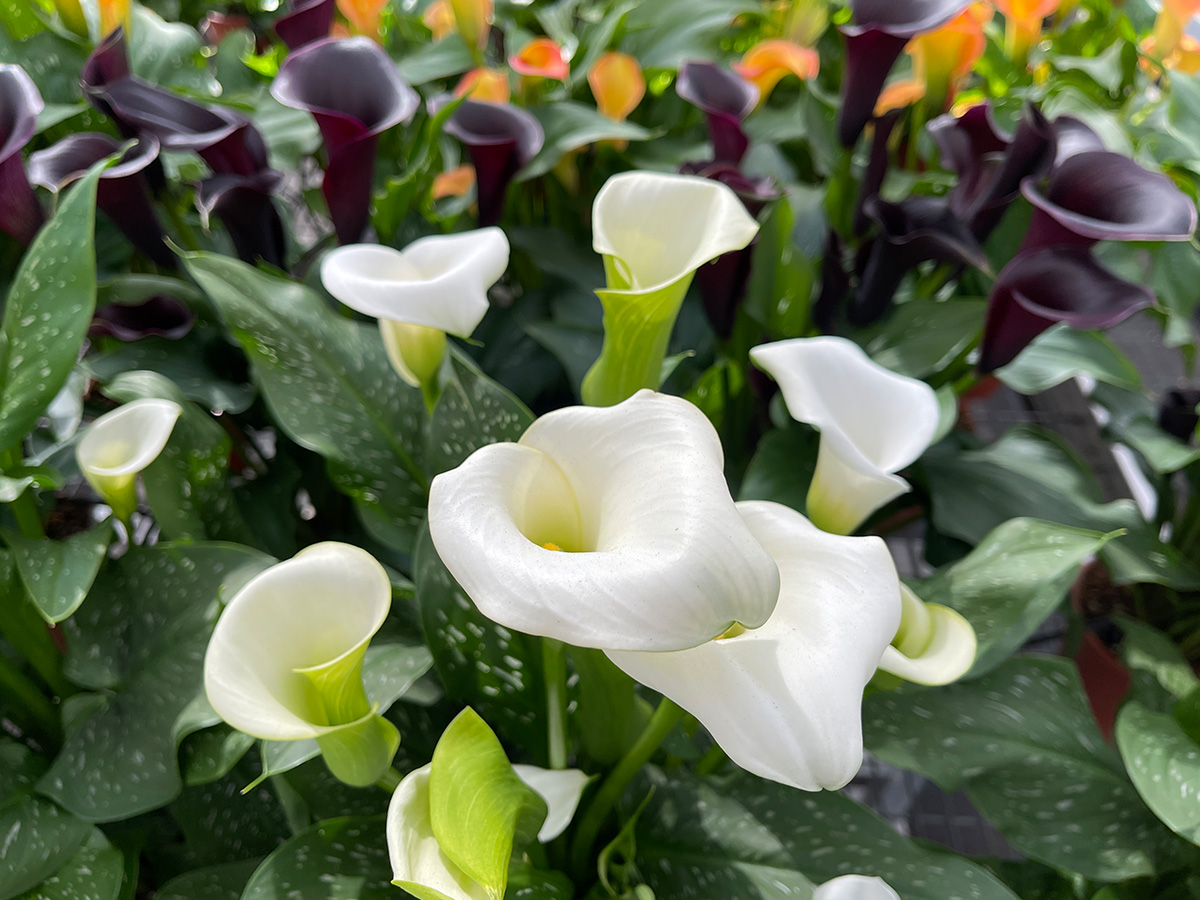 White Calla at Kapiteyn