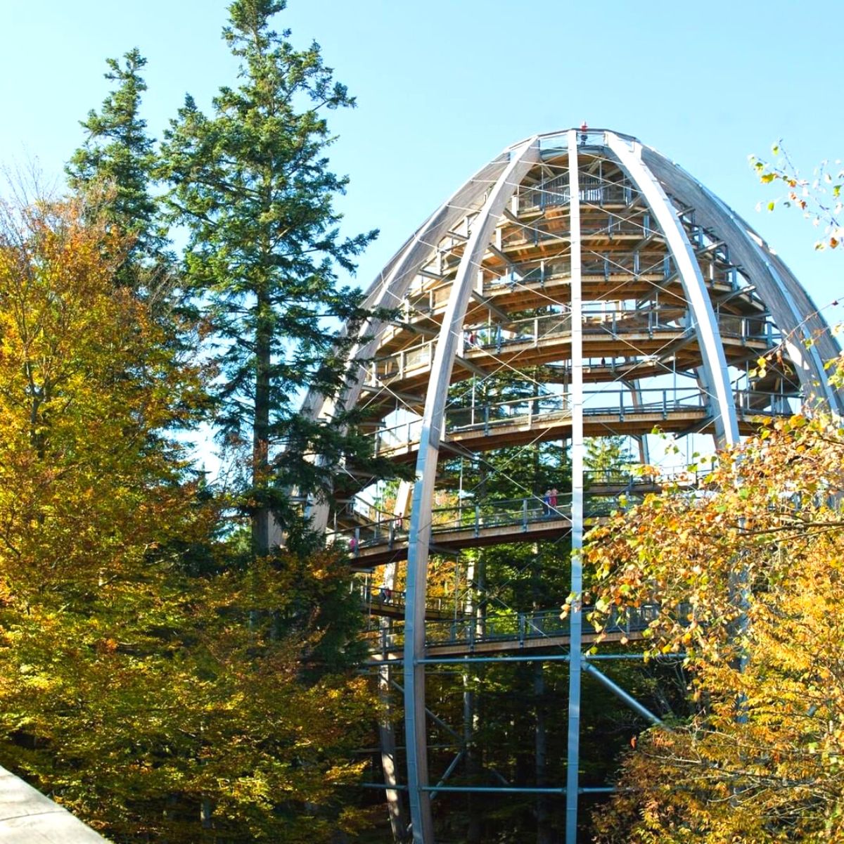 Treetop walk in the Bavarian Forests