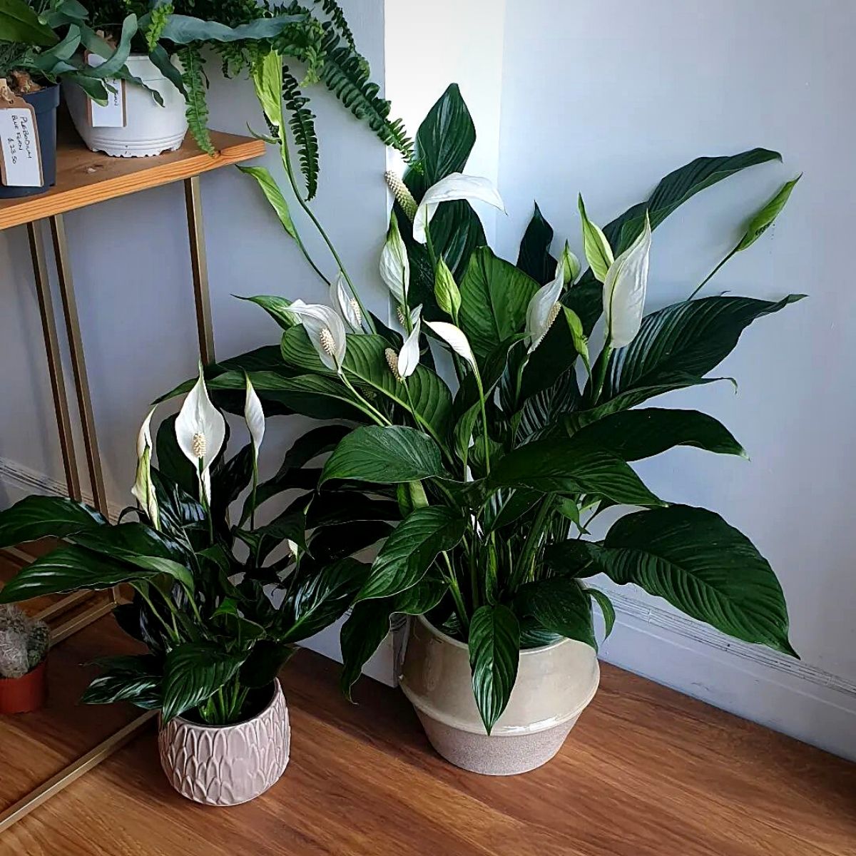 Houseplants and Their F*cked-Up Thoughts: P.S., They Hate You