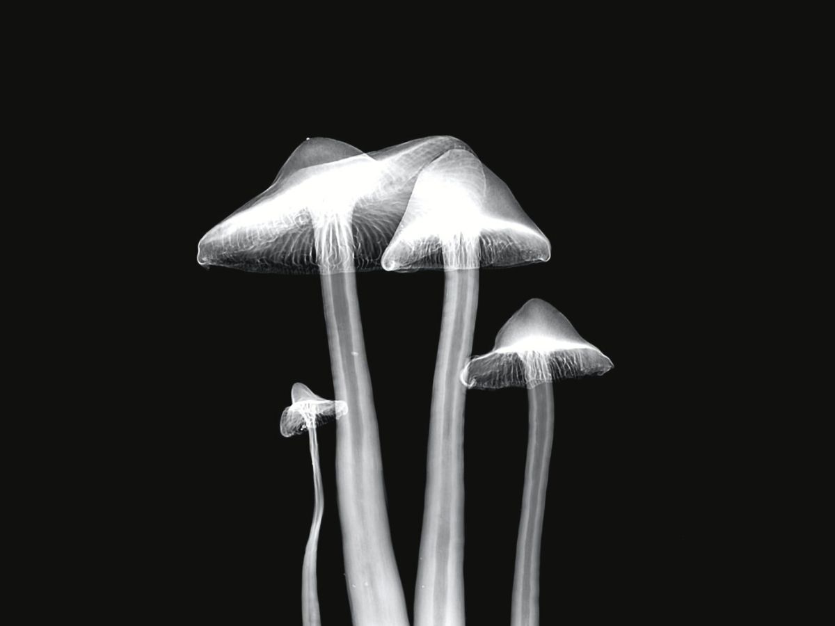 X ray of mushrooms by Mathew Schwartz