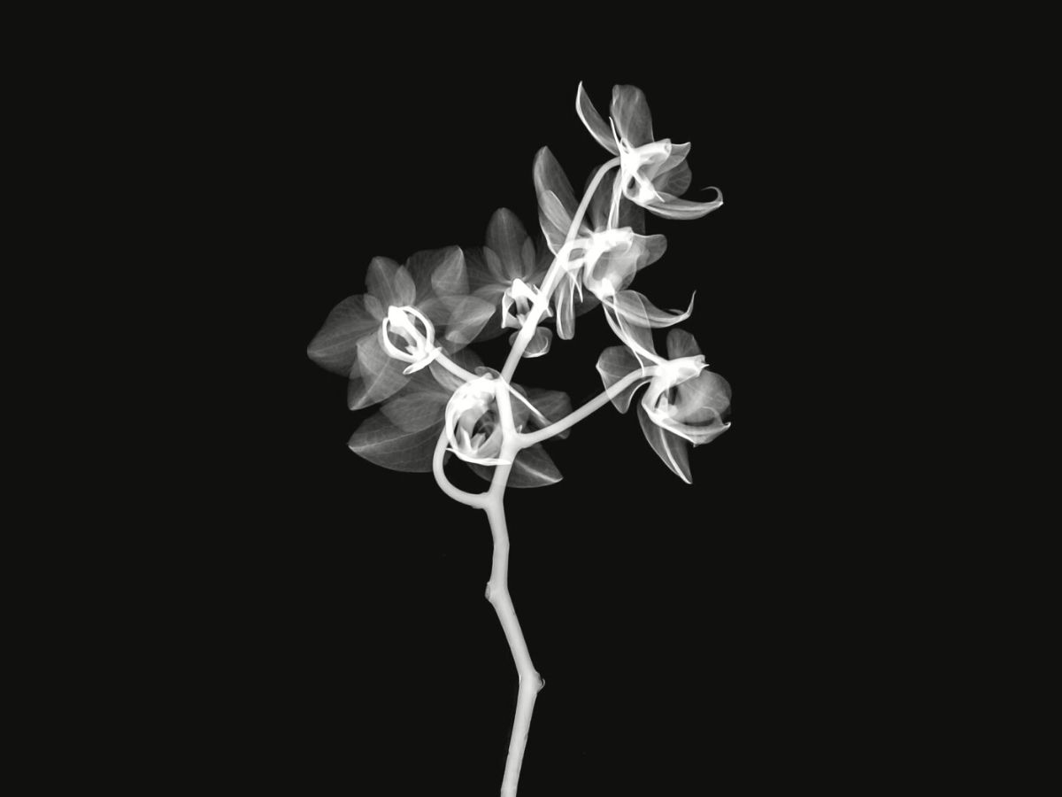Orchids in Xray by Mathew Schwartz