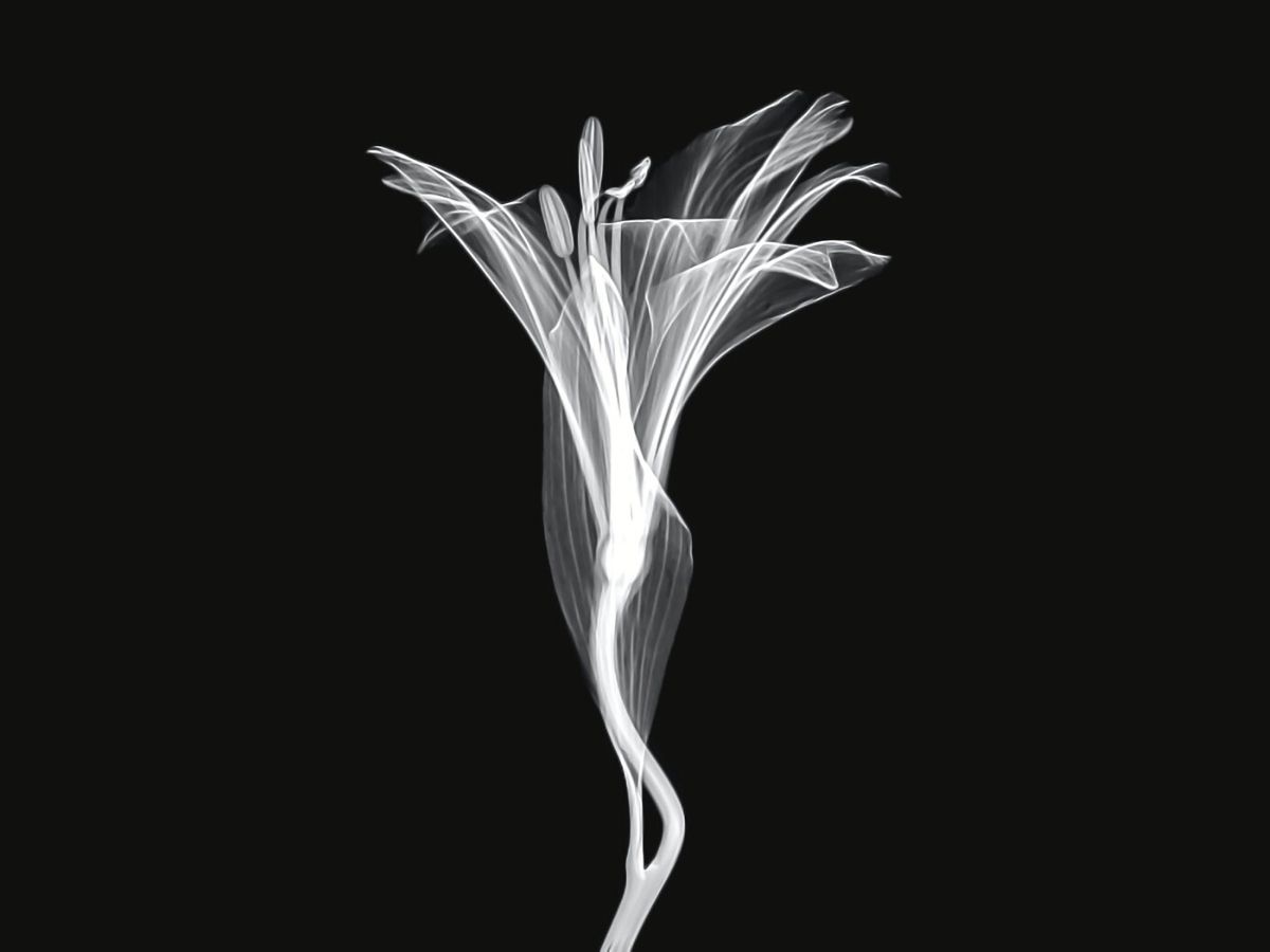 Xray of a lily flower