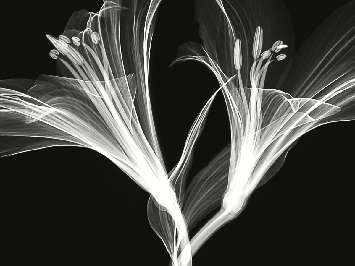 Clear xray of two lily flowers