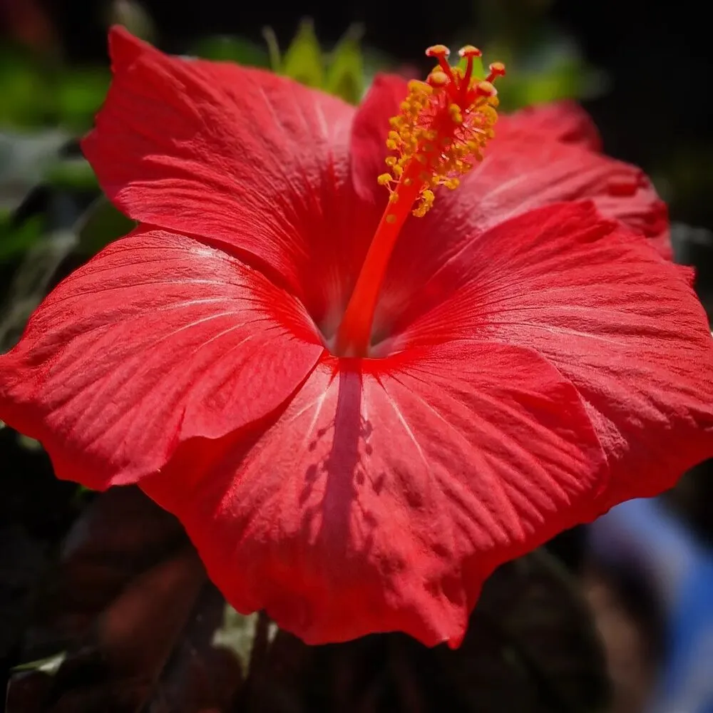 Hibiscus Indoor Plant 