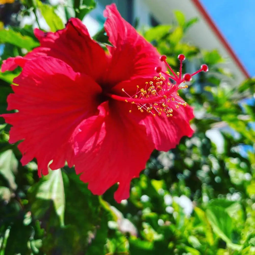 Hibiscus Plant At Garden