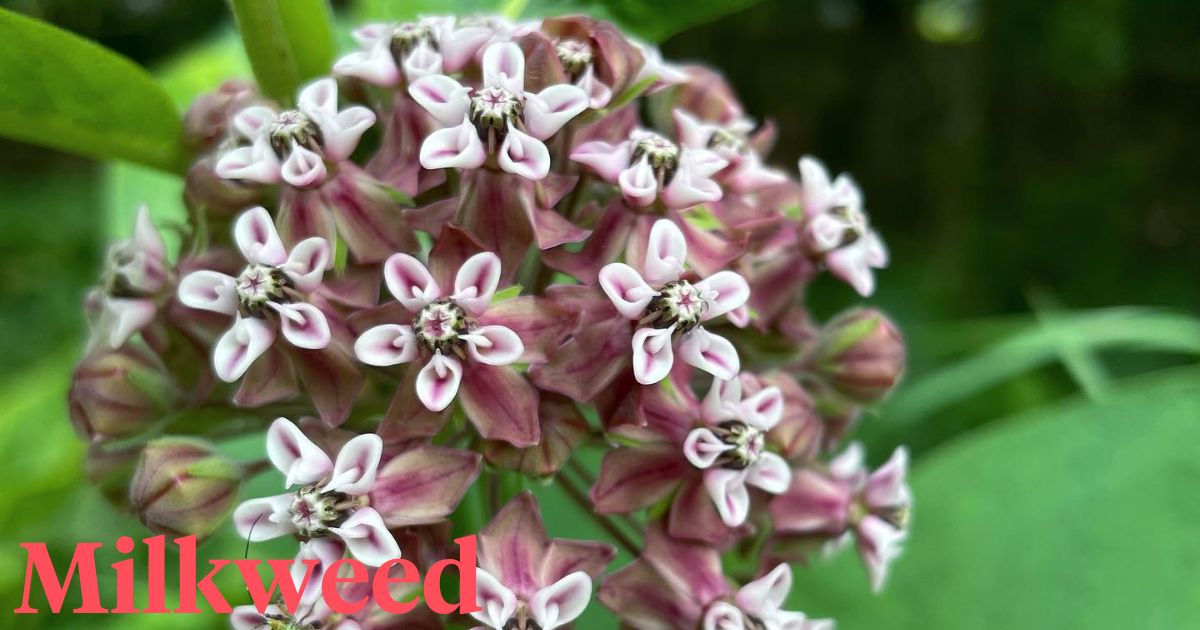 Milkweed Plant