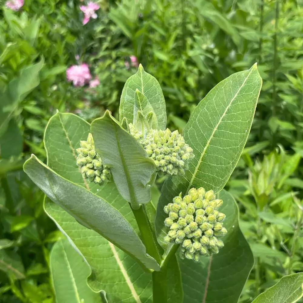 Milkweed Outdoor Plant