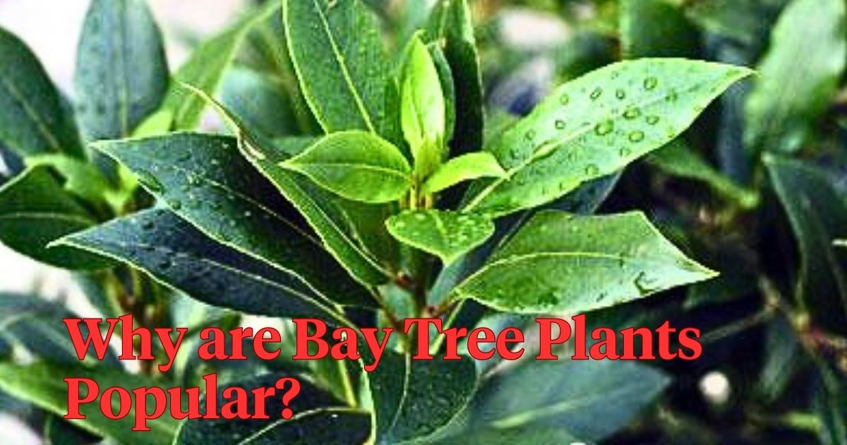 Bay tree plant