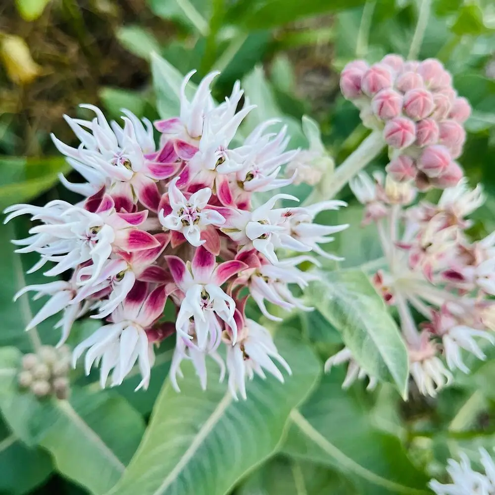 Milkweed plant at Outdoor Garden