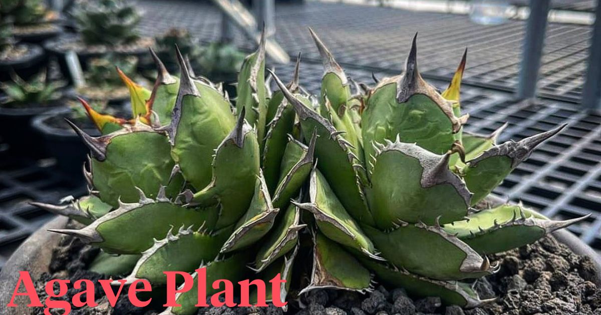 Agave Plant