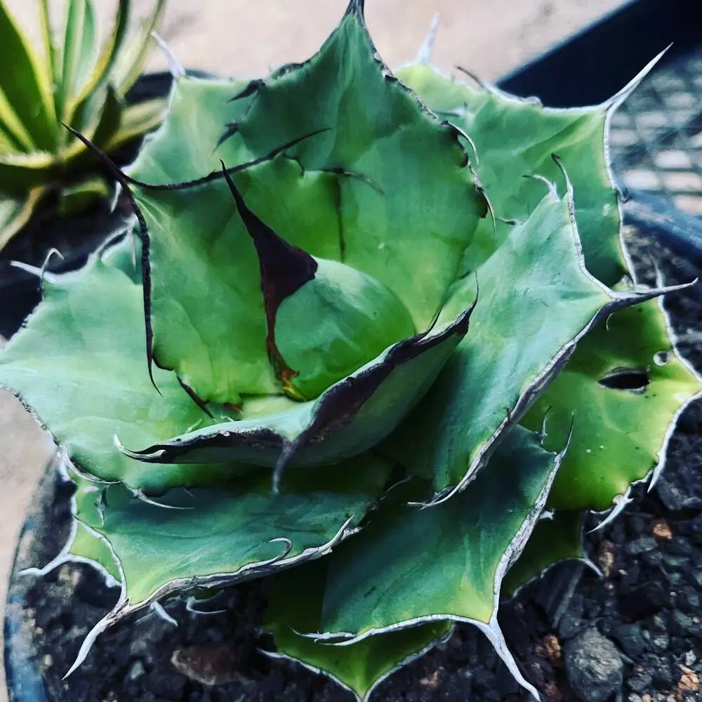 Agave Outdoor Plant