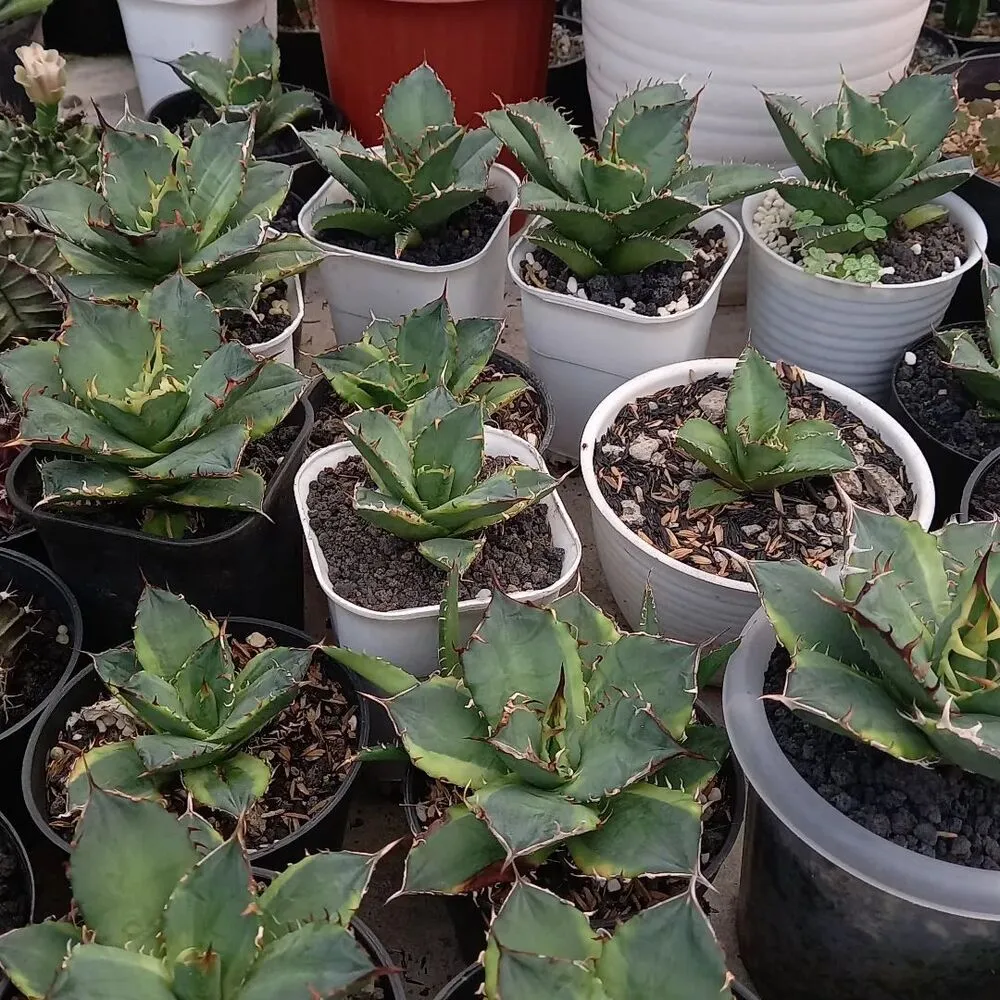 Agave Plants In Garden Area