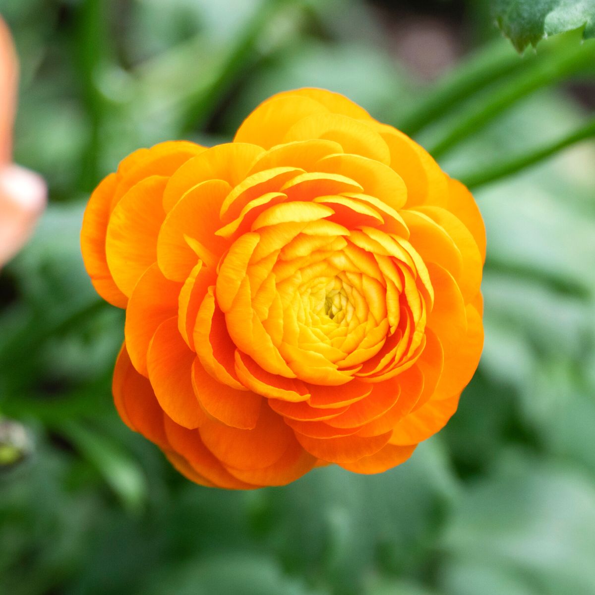 Gorgeous orange ranunculus