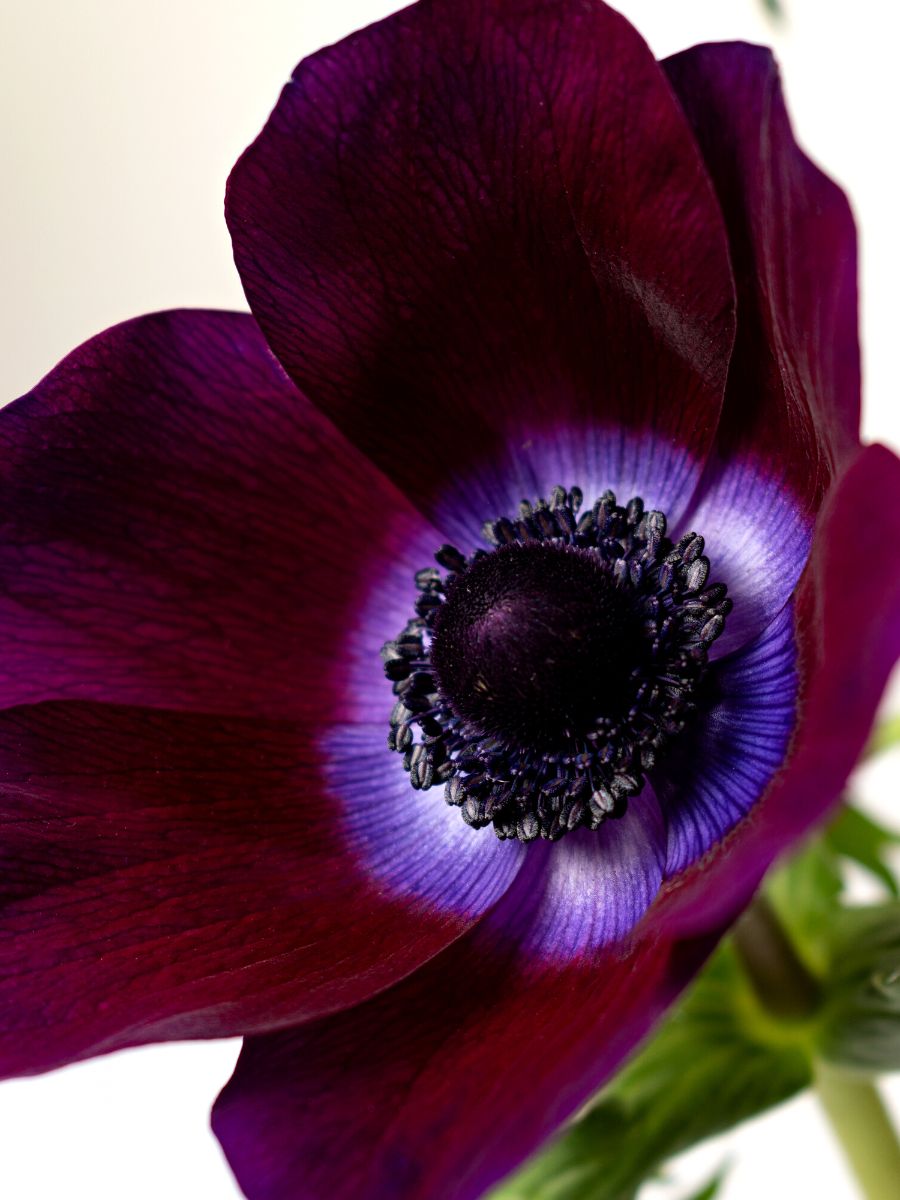 Deep purple anemone flower