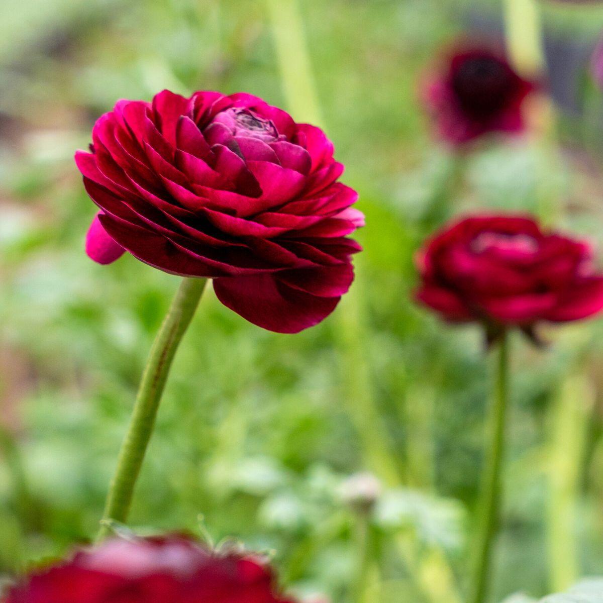 Blooming red ranunculus available at Floraprima
