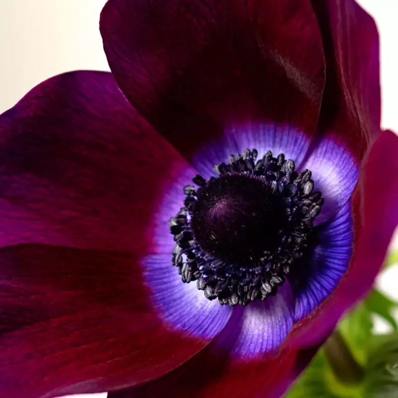 Purple anemone flower by Floraprima