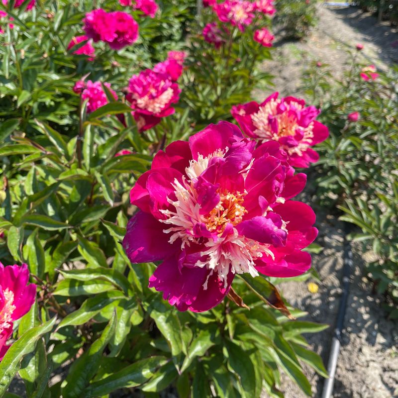 Visiting Greenworks Peony