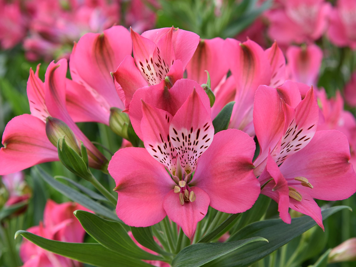 Alstroemerias Bubblicious