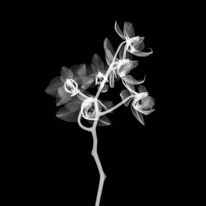 Flowers trough X-rays by Mathew Schwartz
