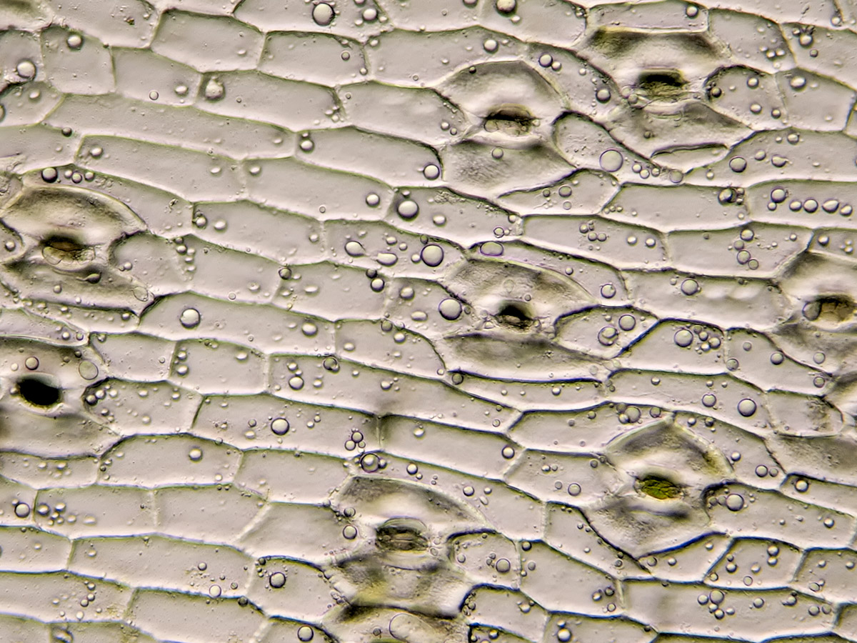 Stomata Yucca Leaf