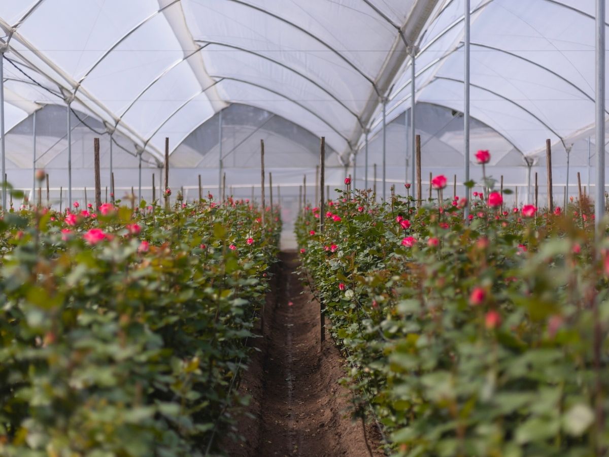 Ponte Tresas rose farms