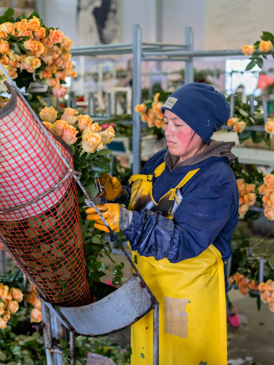 Talented worker at rose farms in Ecuador