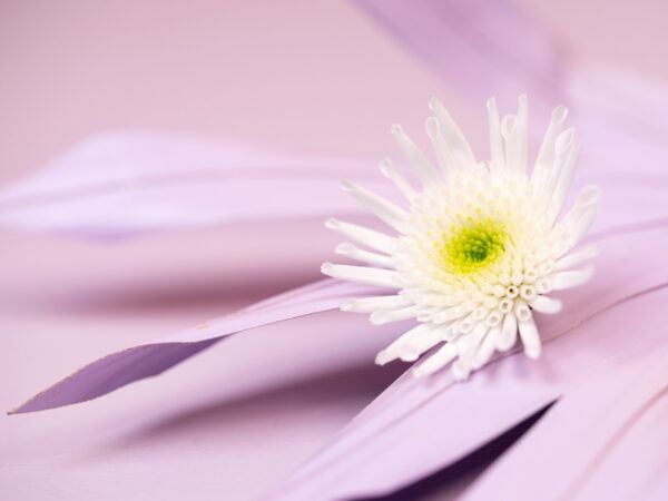 TOTF2021SE 11 Deliflor 14 Chrysanthemum Maradona